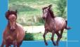 chevaux